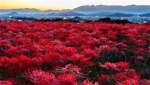 Mùa hoa bỉ ngạn đỏ rực khắp Nhật Bản.