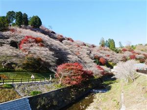 Hoa đào nở vào mùa thu ở Nhật Bản