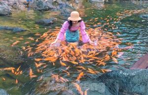 Thả dáng bên dòng suối hàng chục nghìn con cá vàng ở Nghệ An