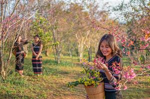 Ngắm mai anh đào dưới biển mây