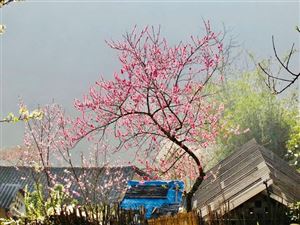 Mãn nhãn rừng hoa đào như cổ tích tại Sun World Fansipan Legend.