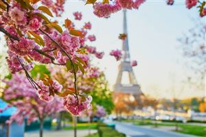 Mê mẩn sắc hoa anh đào ở Parc de Seaux, Paris