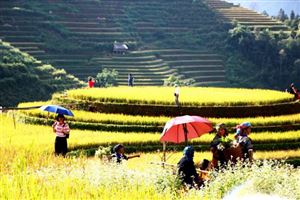 Mê mải mùa vàng ở La Pán Tẩn