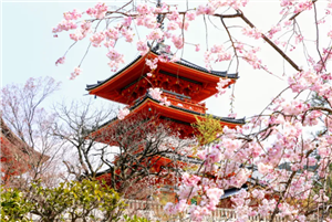 Đến Kyoto ngắm hoa anh đào tháng 4 nhất định đừng bỏ qua 10 địa điểm này