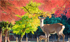 Công viên Nara, khu vườn cổ tích giữa đời thật