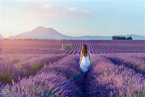 Địa điểm chụp hoa Lavender đẹp tại Pháp - lavenders angelvin