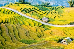 Top 8 địa điểm ngắm mùa lúa chín miền Bắc: Hành trình hòa mình vào sắc vàng mùa thu