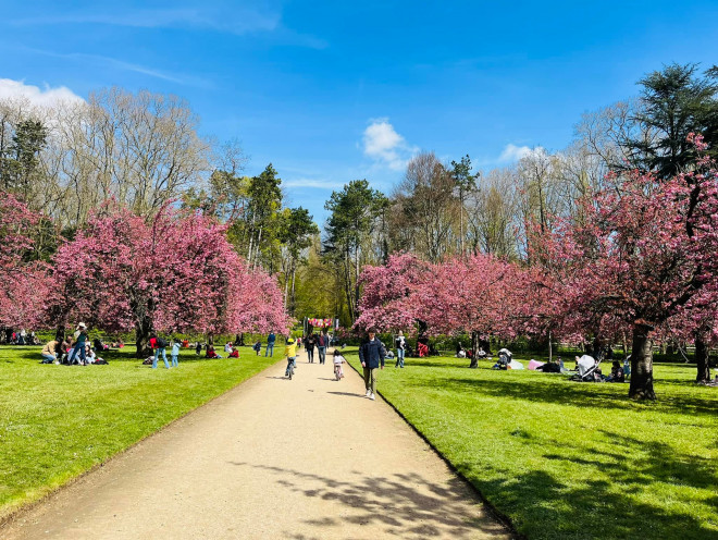 Mê mẩn sắc hoa anh đào ở Parc de Seaux, Paris - 4