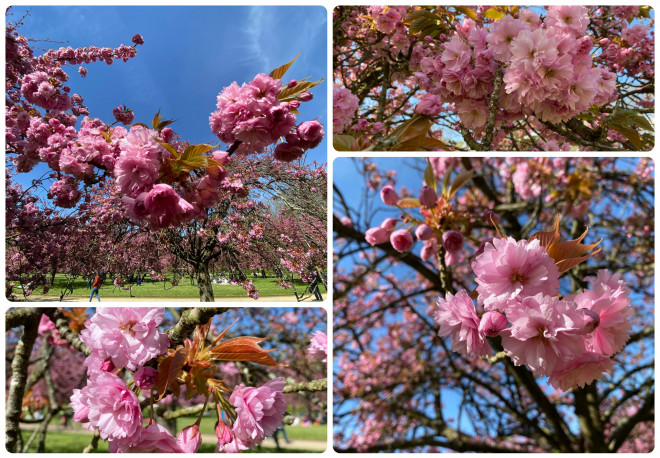 Mê mẩn sắc hoa anh đào ở Parc de Seaux, Paris - 6