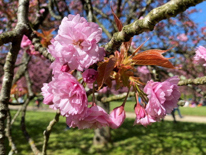 Mê mẩn sắc hoa anh đào ở Parc de Seaux, Paris - 7