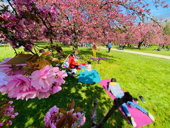 Mê mẩn sắc hoa anh đào ở Parc de Seaux, Paris - 8