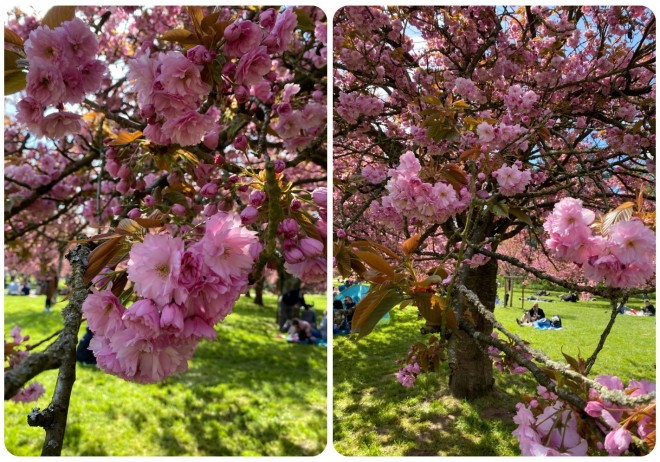 Mê mẩn sắc hoa anh đào ở Parc de Seaux, Paris - 9