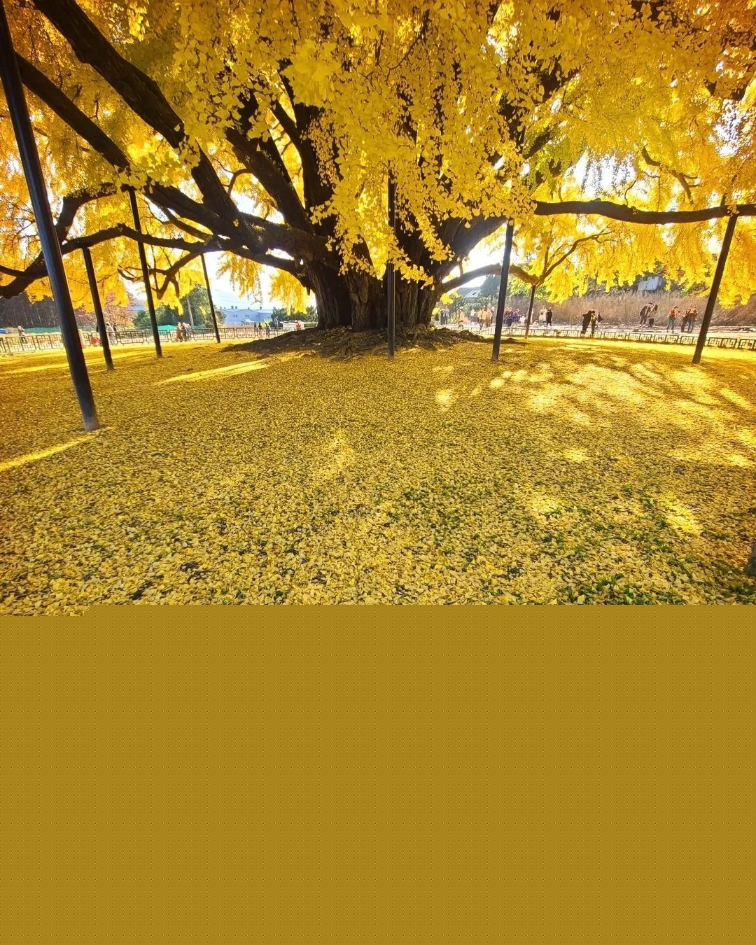 Cây vươn dài tạo nên bóng râm lớn, người ta phải chống đỡ bằng nhiều trụ cột để cành cây không bị rà xuống mặt đất, mỗi mùa lá vàng rụng ngợp một khoảng sân lớn nhìn từ xa như tấm thảng khổng lồ vàng rực rỡ.