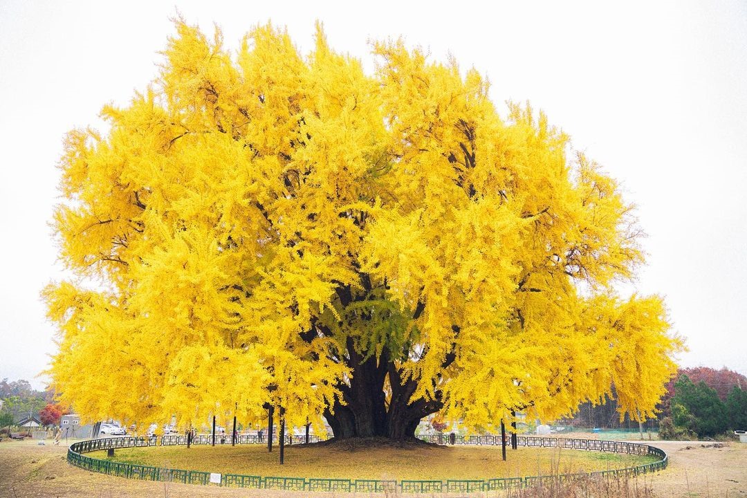 Cây cao khoảng 34,5 mét, tán lá rộng đến 16 mét, cành xòe ra tứ phía, từ trên cao nhìn xuống cây ngân hạnh như quả cầu vàng khổng lồ. Ảnh: @leezai.now