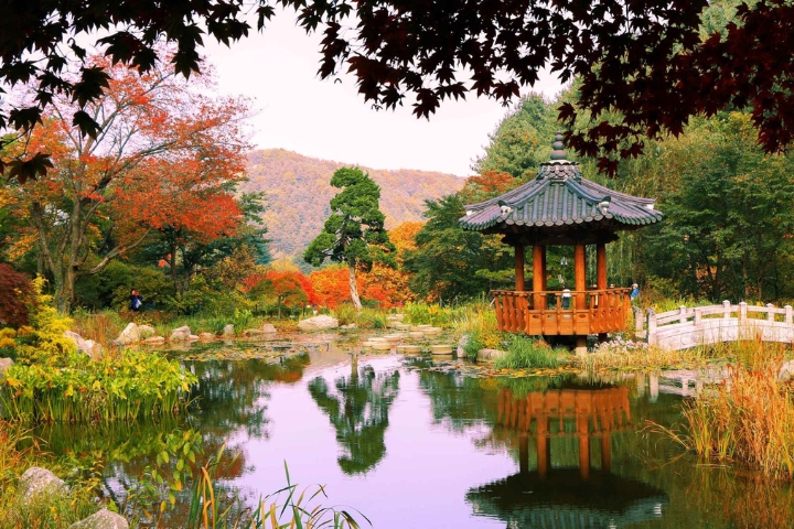 Vườn Garden of Morning Calm là nơi ngắm lá đỏ đẹp cùng với nhiều sắc màu khác của hoa khi mùa thu tại Hàn Quốc