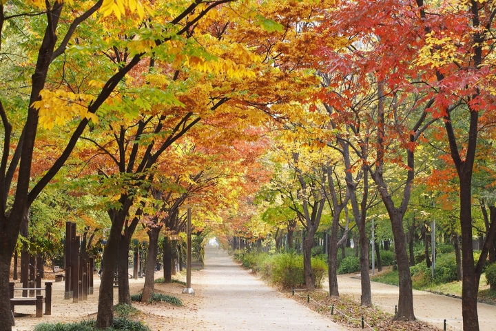 Công viên Rừng Seoul khi vào thu có màu vàng rực rỡ bao trùm những hàng cây bạch quả