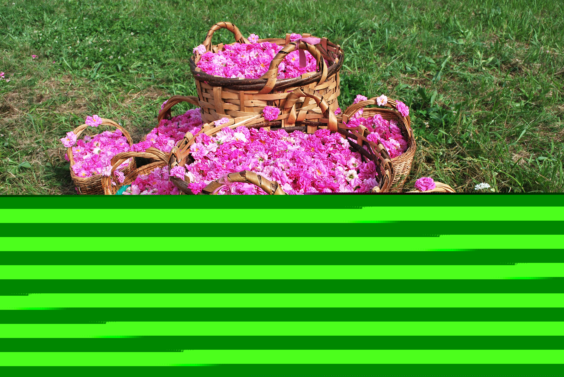 rose-valley-festival