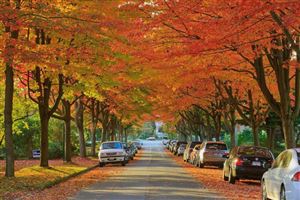 Vẻ đẹp lãng mạn của mùa thu Canada – mùa của xứ sở lá phong