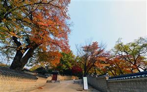 DU LỊCH HÀN QUỐC MÙA THU VÀNG