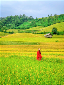 Săn lúa chín ở Nậm Cang