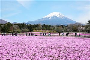 Thảm hoa nở hồng dưới chân núi Phú Sĩ