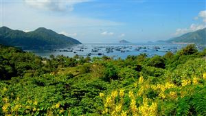 Du lịch Phú Yên - Hoa vàng trên cỏ xanh